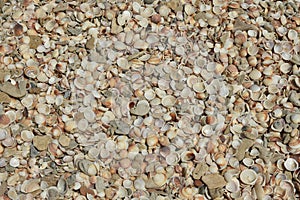 Seashells and seastar on the sand of a beach