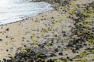Seashells and seaweeds on the beach