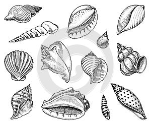 Seashells set or mollusca different forms. sea creature. engraved hand drawn in old sketch, vintage style. nautical or