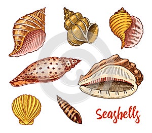 Seashells set or mollusca different forms. sea creature. engraved hand drawn in old sketch, vintage style. nautical or