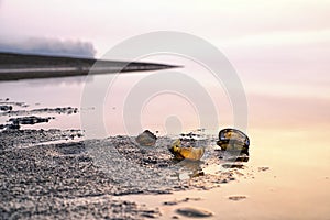 Seashells on the shore of lake