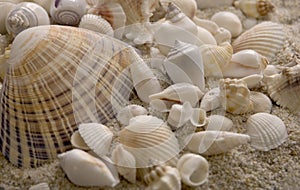 Seashells sitting in sand