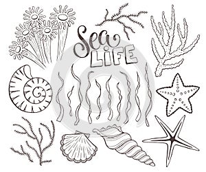 Seashells sketch collection vector illustration