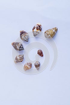 Seashells 7