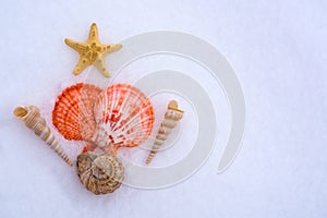 Seashells on the snow in the shape of a Christmas tree. The concept of Christmas holidays, memories of the sea, the expectations o