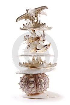 Seashells in a Stack