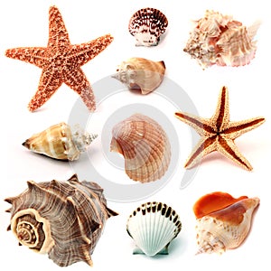 Seashells and starfish
