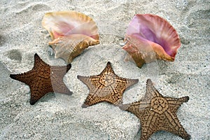 Seashells and Starfish