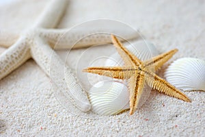Seashells and starfish