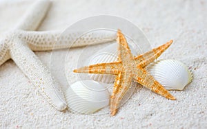 Seashells and starfish