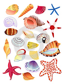 Seashells and starfish