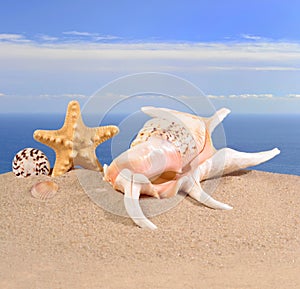 Seashells and starfish in a beach sand