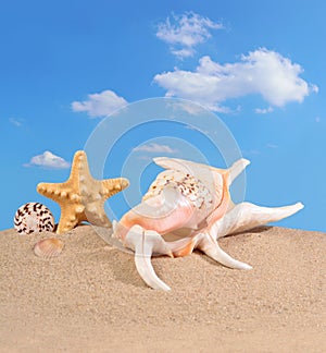 Seashells and starfish in a beach sand