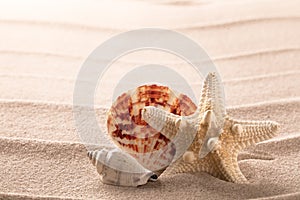 Seashells and starfish on beach sand