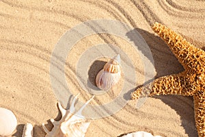 Seashells and  on beach sand with wave pattern, flat lay. Space for text