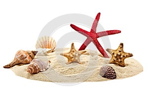 Seashells and starfish on pile of sand