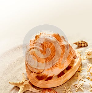 Seashells and starfish with sand as background.