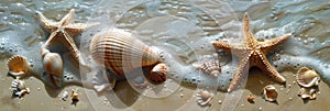 Seashells and starfish on a sandy beach with waves