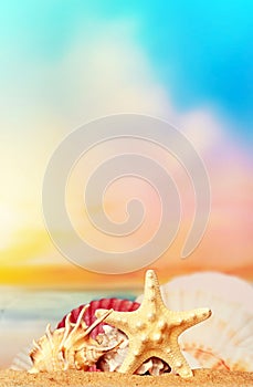 Seashells and starfish on seashore in tropical beach - summer holiday background