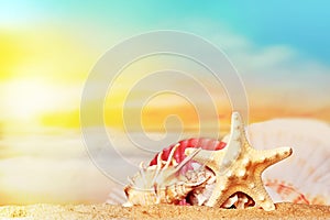 Seashells and starfish on seashore in tropical beach - summer holiday background