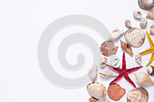 Seashells and starfish on a white background. Copy space for you