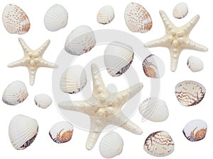Seashells, starfish on a white isolated background view from the top