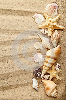 Seashells and starfishes