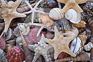 Seashells and starfishes