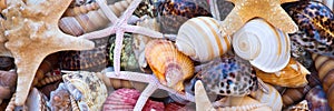 Seashells and starfishes, beach and summer background