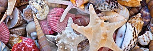 Seashells and starfishes beach and summer panoramic background