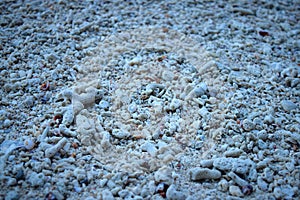 Seashells and Stones on Beach - Natural Background