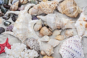 Seashells, stones and red sea stars on the sand. Summer beach background in Thailand