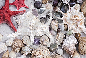 Seashells, stones and red sea stars on the sand. Summer beach background in Thailand