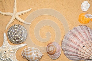 seashells, stones and starfish sand for relaxation as a background