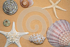 seashells, stones and starfish sand for relaxation as a background