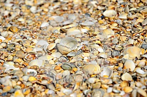 Seashells on a summer beach and sand as background. s