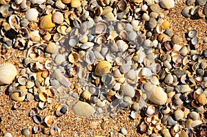 Seashells on a summer beach and sand as background. s