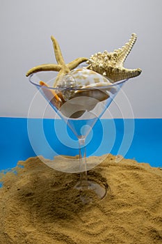 Seashells on a summer beach and sand as background. Sea shells