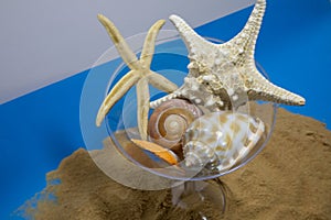 Seashells on a summer beach and sand as background. Sea shells