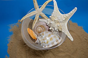 Seashells on a summer beach and sand as background. Sea shells