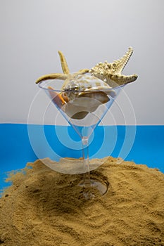 Seashells on a summer beach and sand as background. Sea shells