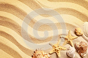 Seashells on a summer beach and sand as background. Sea shells.