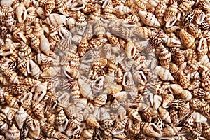 Seashells texture background