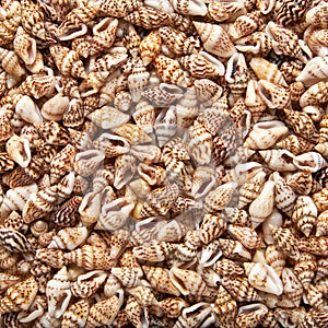 Seashells texture background