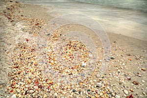 Seashells on Tigertail Beach on Marco Island photo