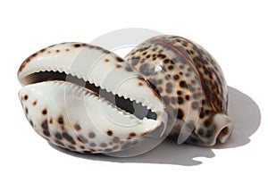 Seashells Tigris Cowrie photo