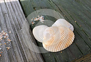 Seashells