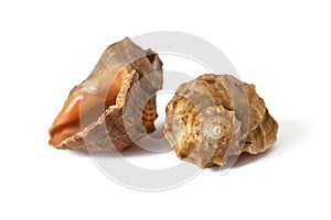 Two seashells on a white isolated background