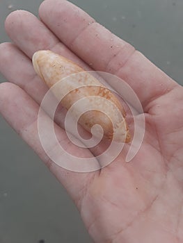 Seashells unbroken rare findings folly