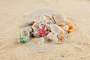 Seashells und starfish on sand beach postcard